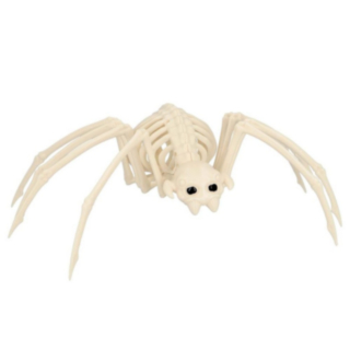 Spindelskelett