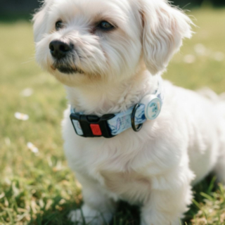Stitch® Hundhalsband Ljusblå