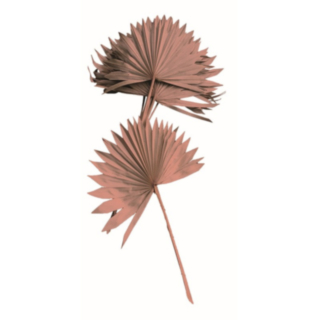 Torkade Sol Palmblad Rosa