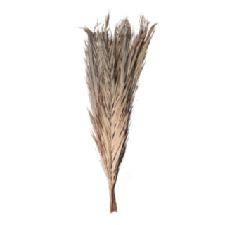 Torkade Dadelblad Knippe Natur