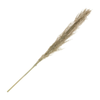 Pampasgräs Gren Natur