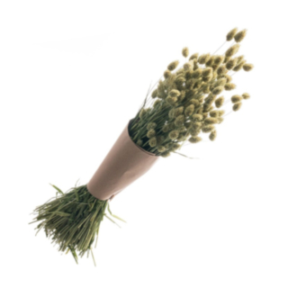 Torkad Phalaris Knippe Natur