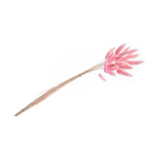 Harsvans Rosa