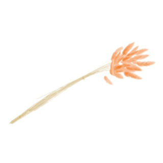 Harsvans Orange