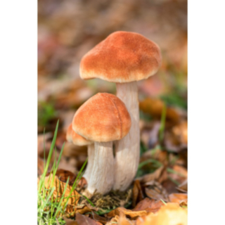 Skogssvampar Dekoration Orange