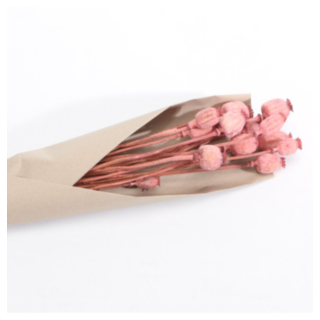 Torkade Vallmokapslar Rosa