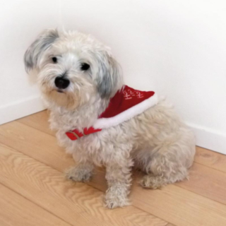 Ho Ho Ho Hundscarf
