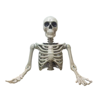 Lifesize Skelett Överkropp