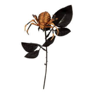 Spindel Blomma