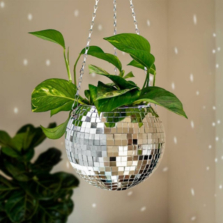Discokula Blomkruka