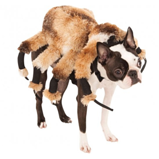Spindel Hunddräkt