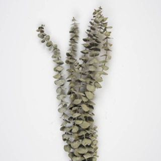 Torkade Eukalyptus Kvistar