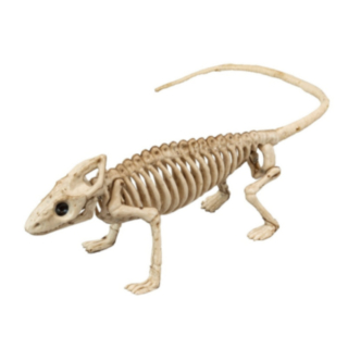 Leguanskelett