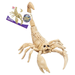 Skorpionskelett