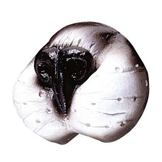 Kattnos