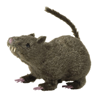 Hårig Råtta