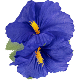 Hibiscus Hawaii Hårblomma Blå