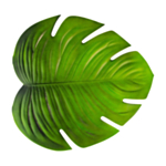 Tropiskt Blad Monstera