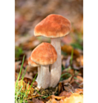 Skogssvampar Dekoration Orange