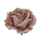 Velour Roshuvud Puderrosa