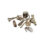 Blodiga Skelettbitar