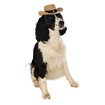 Cowboyhatt Hunddräkt