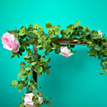 Ros Girlang Rosa