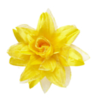 Tropisk Hårblomma Gul