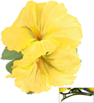Hibiskus Hårklämma Gul