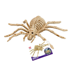 Spindelskelett