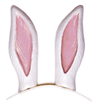 Kaninöron