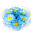 Margetitblommor Blå