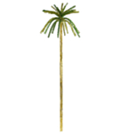 Stor Glitterpalm