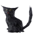 Svart Katt