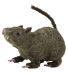 Hårig Råtta