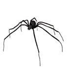 Stor Black Widow Spindel Svart