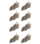 Håriga Möss