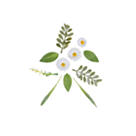 Prästkrage Konstgjorda Blommor Vit/Gul/Grön