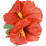 Hawaiiblomma Hårklämma Röd