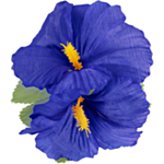 Hibiscus Hawaii Hårblomma Blå