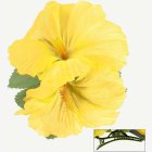 Hibiskus Hårklämma Gul