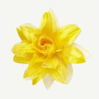 Tropisk Hårblomma Gul