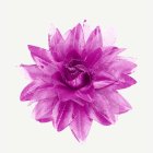 Tropisk Hårblomma Rosa/Ljusrosa