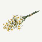 Margerit Blomsterbukett