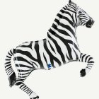 Zebra Folieballong