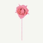 Rosor På Stjälk Rosa