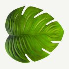 Tropiskt Blad Monstera