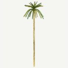 Stor Glitterpalm
