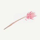 Harsvans Rosa