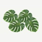 Palmblad Dekoration